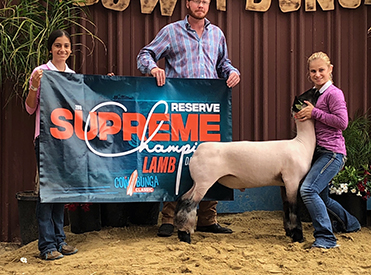 Farao CLub Lambs Winners