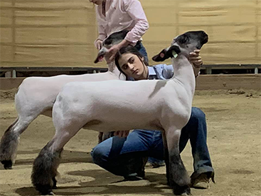 Farao Winners