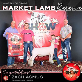 Farao Club Lambs Winners
