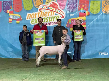 Farao Club Lambs Winners