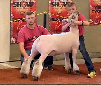 Farao Club Lambs Winners