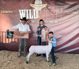 Farao Club Lambs Winners